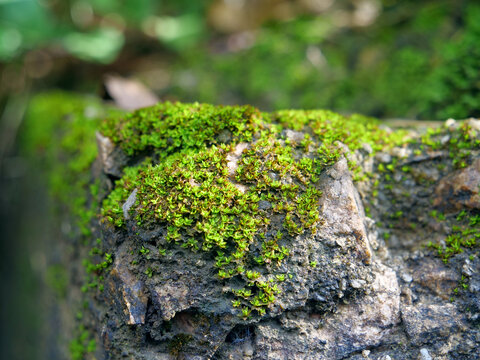 青苔特写