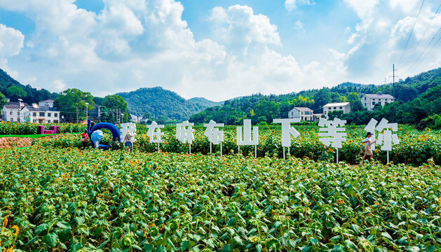 岳阳麻布山向日葵花田