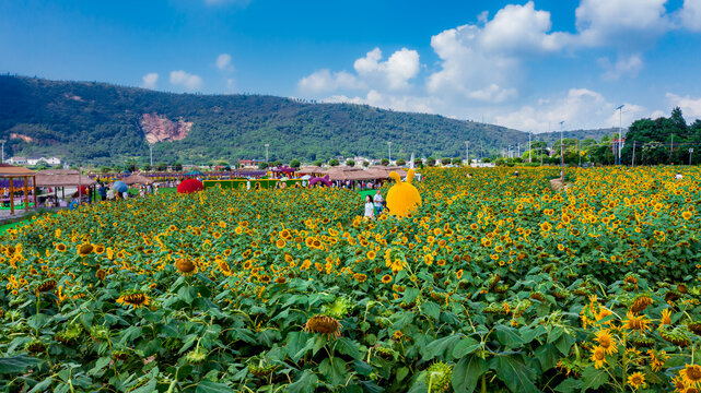 岳阳麻布山向日葵