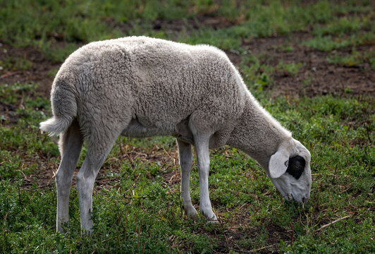 草原上的吃草的羊
