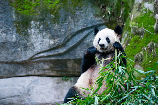 大熊猫熊猫幼崽