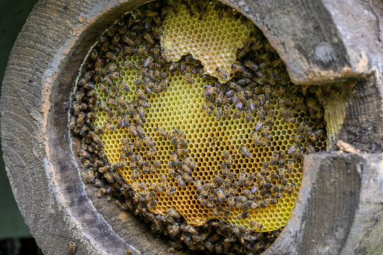 原生态大山土蜂蜜圆通蜂箱蜂糖