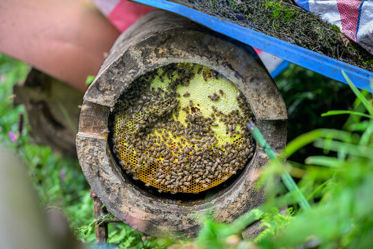 原生态大山土蜂蜜圆通蜂箱蜂糖