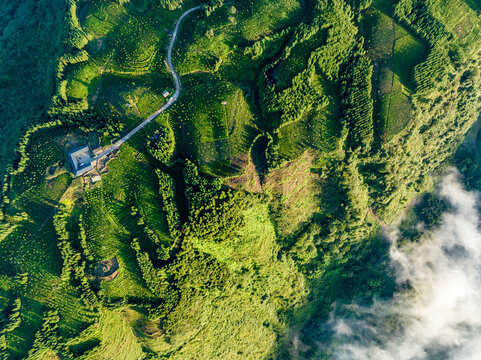 高山云雾茶园风光老川茶基地