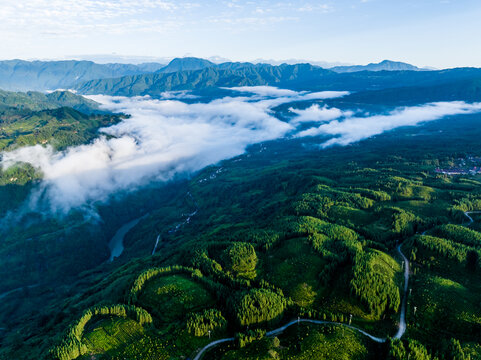 高山云雾茶园风光老川茶基地