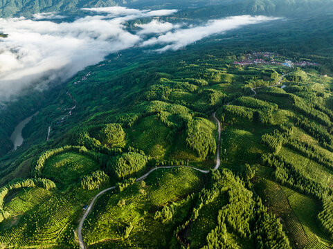 高山云雾茶园风光老川茶基地