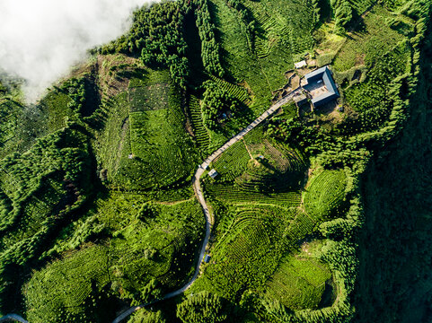 广袤山川大地高山茶园云雾缭