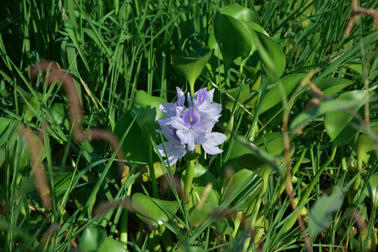 含光生态公园水葫芦