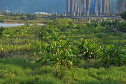 连江敖江芭蕉林