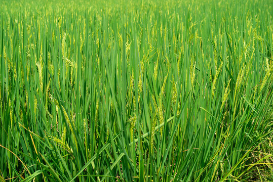 农村水稻