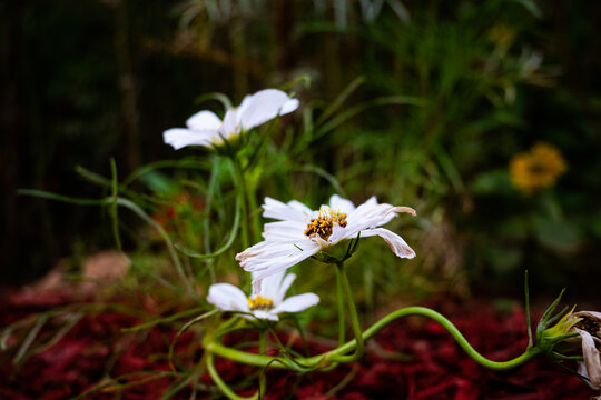 秋菊