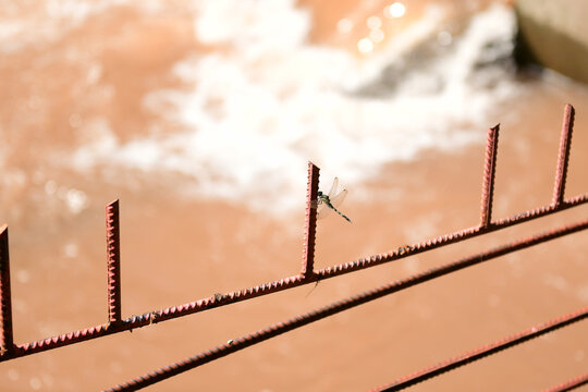 赤水河上的蜻蜓