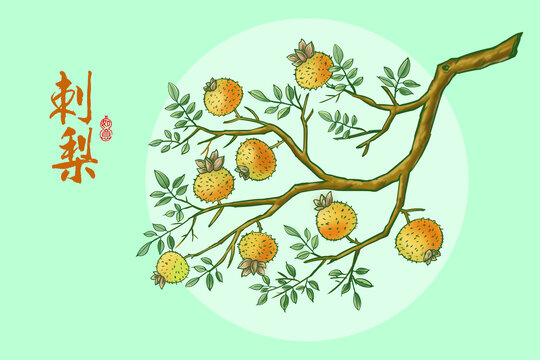 刺梨插畫