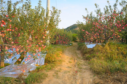 苹果树