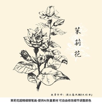 茉莉花矢量钢笔画素材