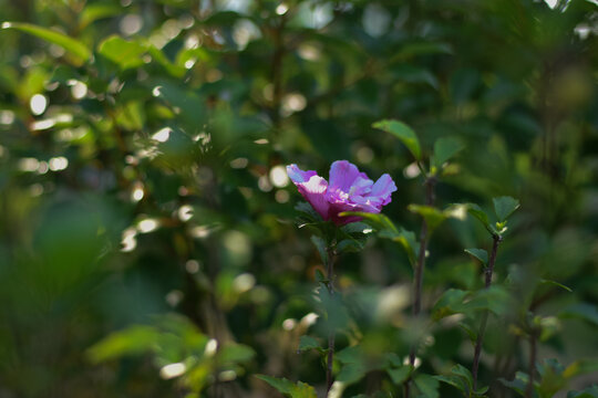 木槿花