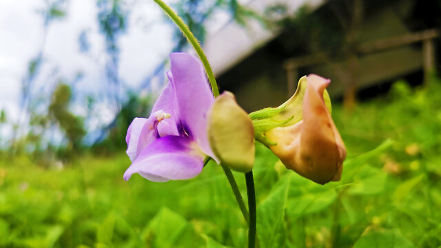 豆角花