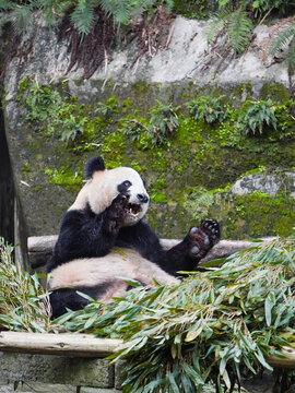 大熊猫的熊掌19岁龄亮亮