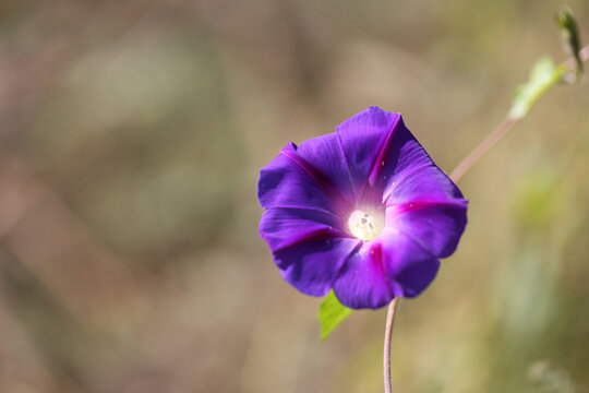 牵牛花