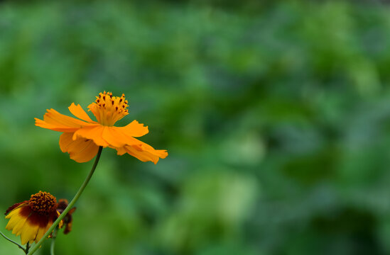 硫华菊