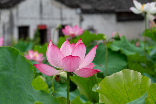 池塘荷叶荷花