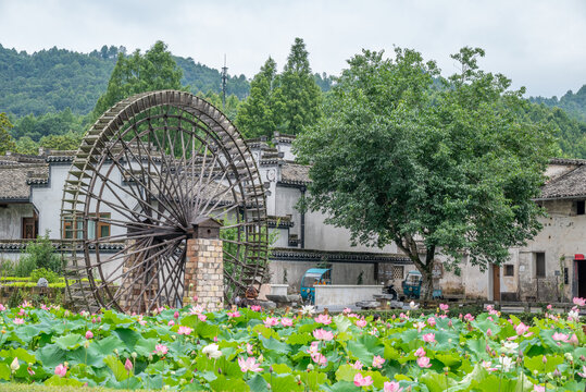 西递古村荷花池