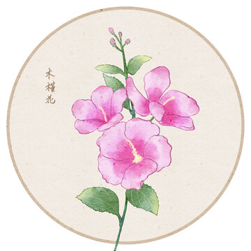古風(fēng)木槿花