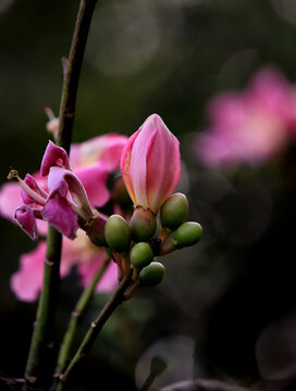 异木棉花蕾