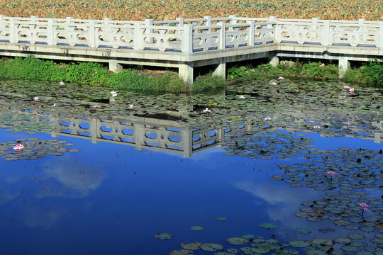 东莞桥头莲湖