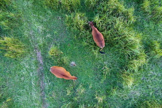 两头牛在吃草航拍顶视图