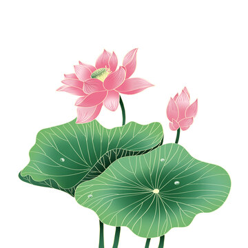 國(guó)潮插畫荷花素材