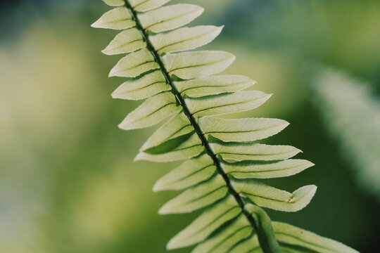 蕨类植物绿色叶片柳州柳侯公园