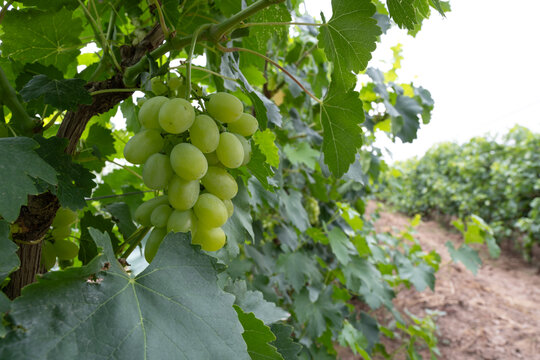 贺兰山葡萄种植