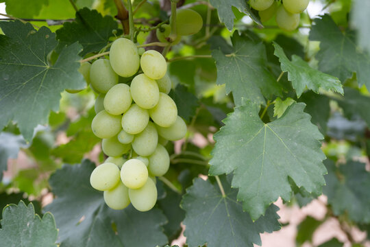 贺兰山葡萄种植