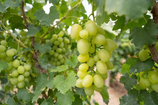 银川市葡萄种植收获