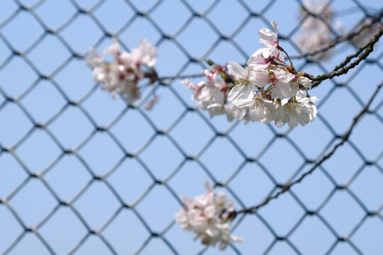 网篮前的樱花在蓝天下的特写