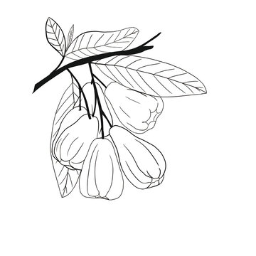 蓮霧線描畫