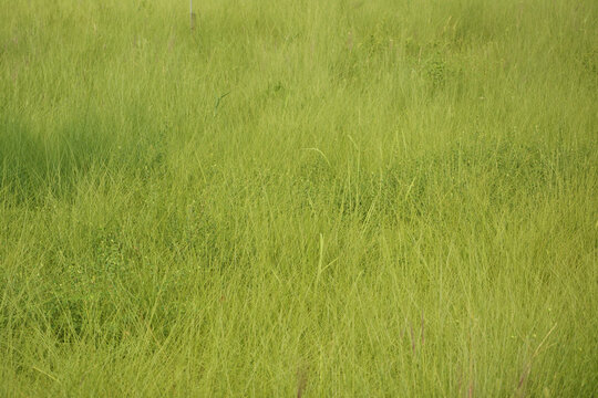 绿草背景