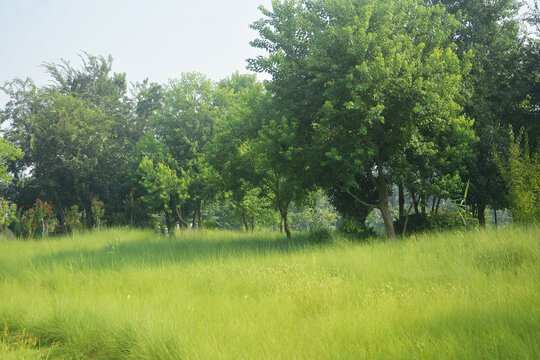 绿树与草丛