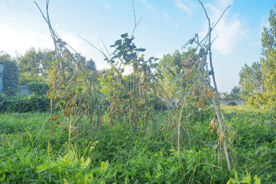 黄瓜架