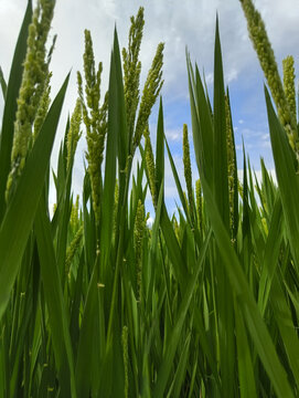 绿油油稻田长势