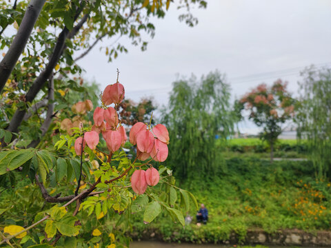 楠树及花果叶