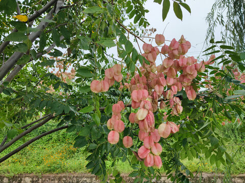 楠树及花果叶