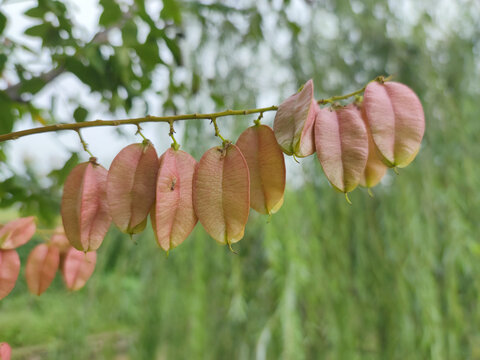 楠树及花果叶