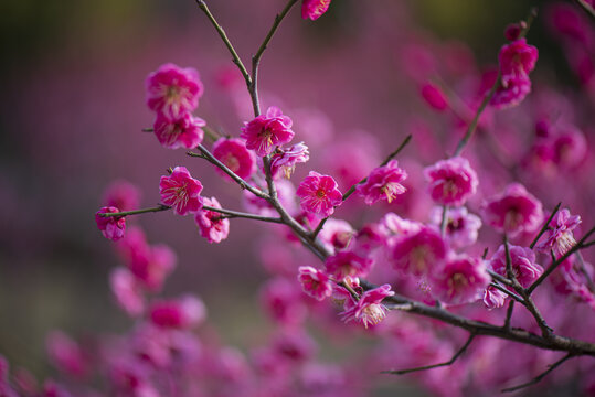 红色梅花