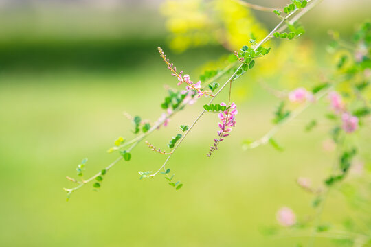 木蓝花