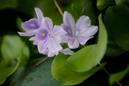 凤仙花