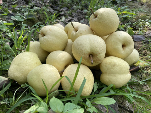 新鲜水果砀山酥梨树上的梨子