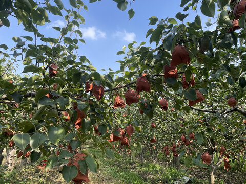 新鲜水果套袋砀山酥梨地头采摘