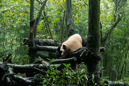 成都都江堰熊猫谷睡觉的大熊猫